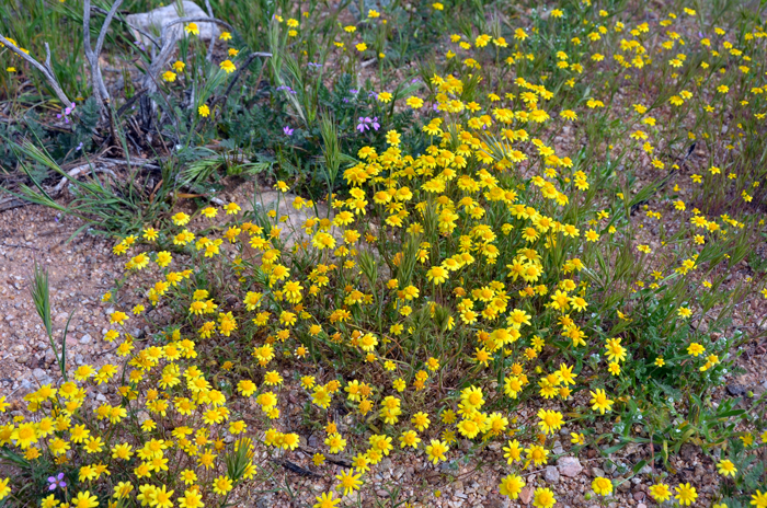 California Goldfields dramatic spring blooms are directed related a very wet winter rainfall. Preferred elevations from 1,500 to 4,500 feet (457-1,372 m). Lasthenia californica